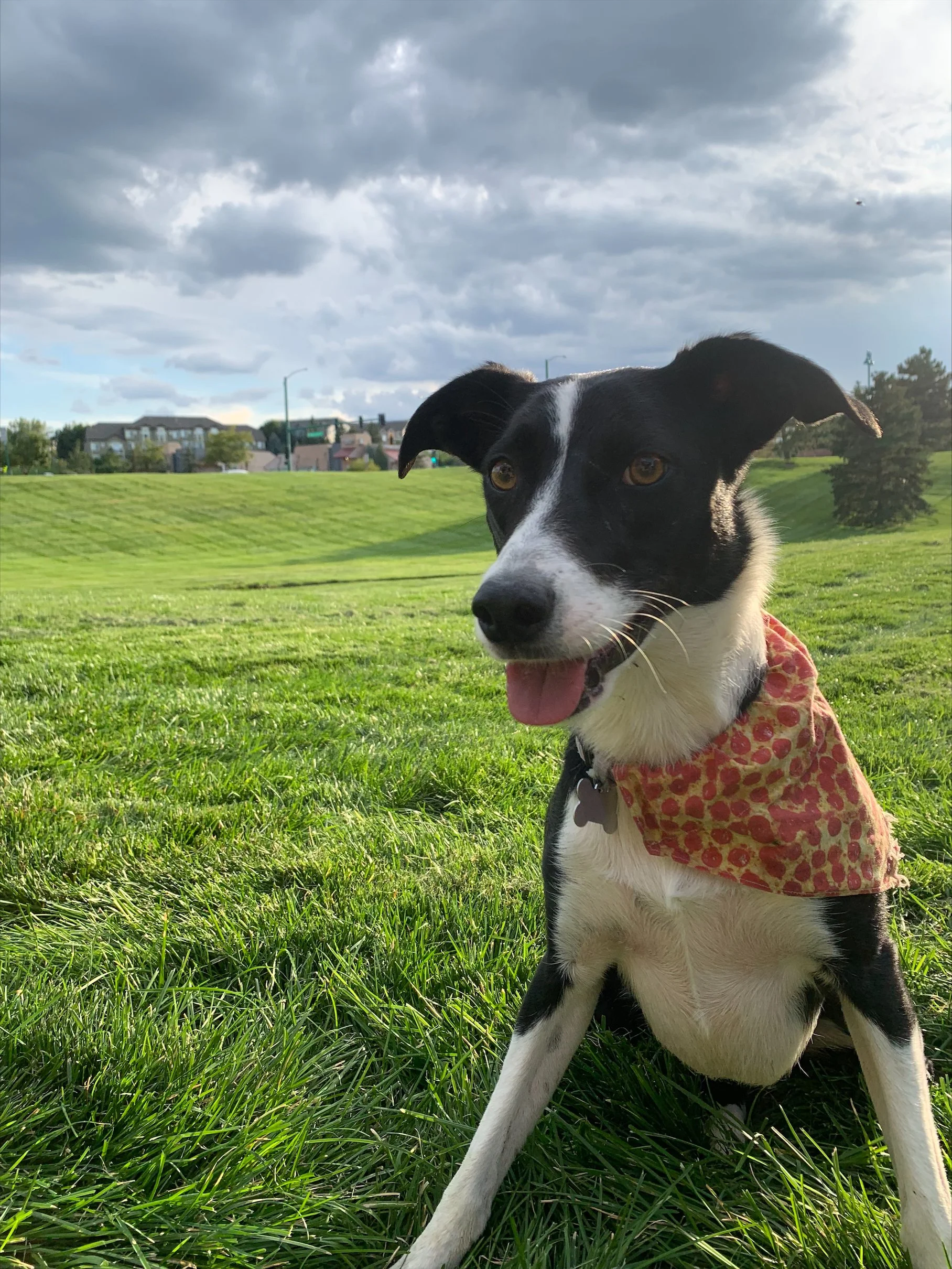 Poppy (owned by Alia)