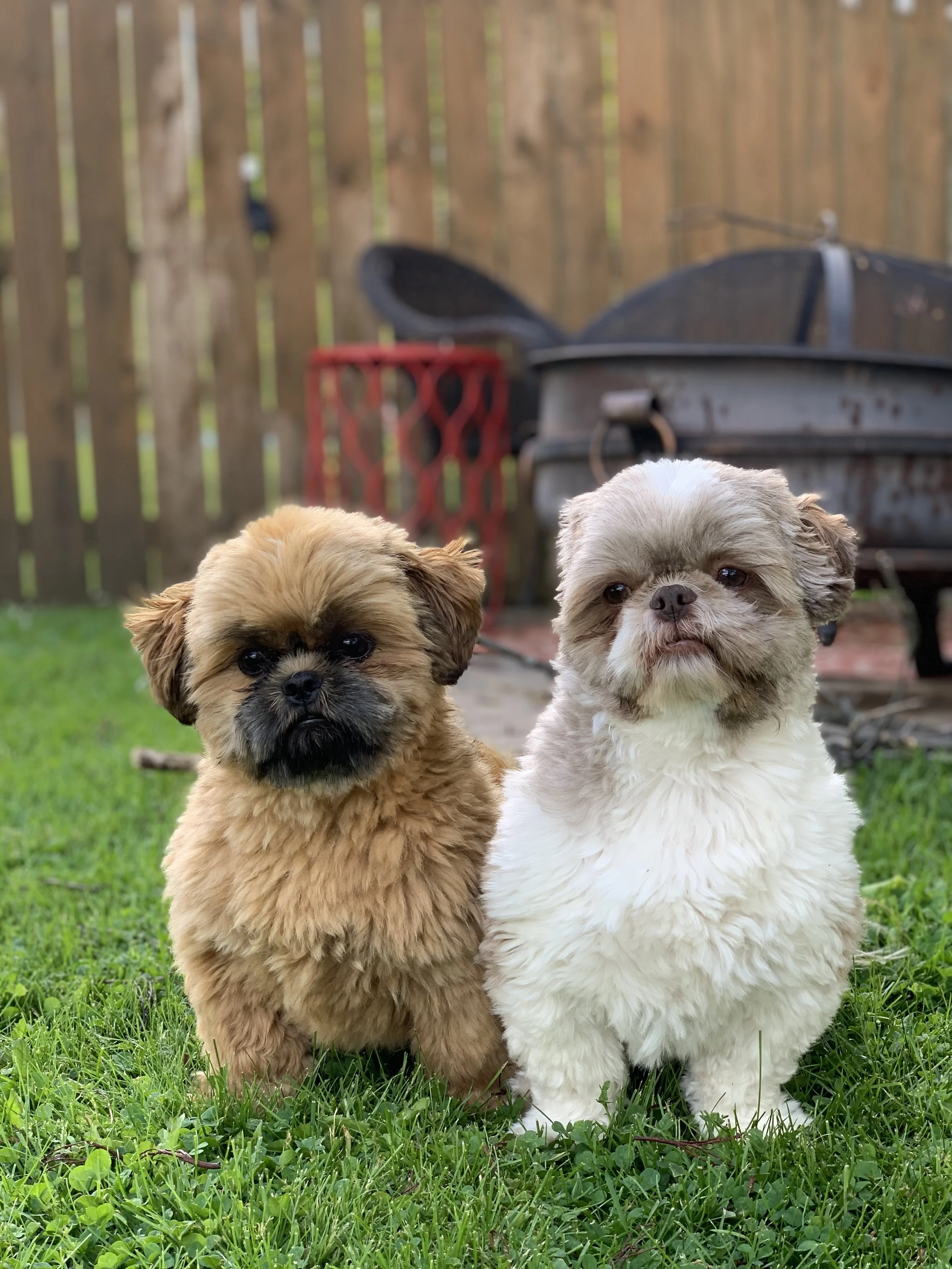 Brix and Beau (owned by Scott)