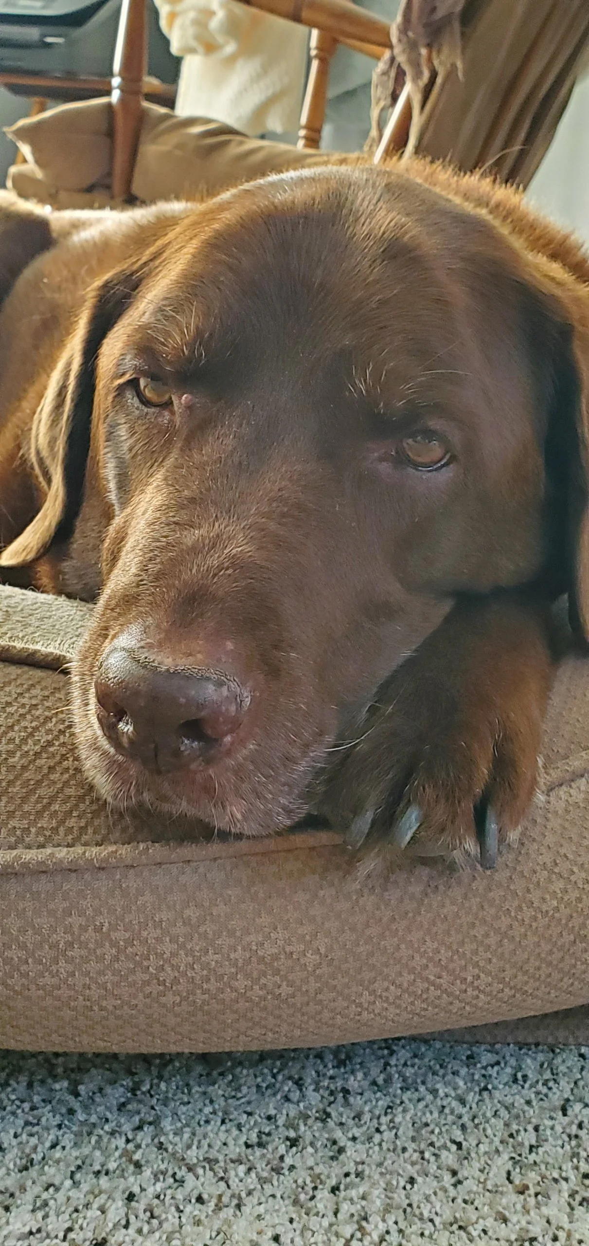 Cara (owned by Melissa and Jason)