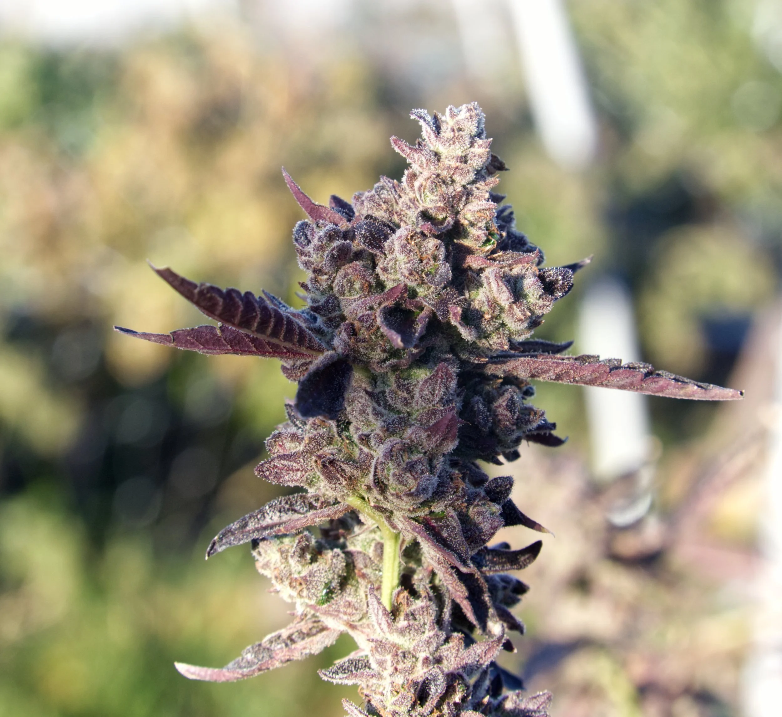 husky runtz 2 purp.jpg