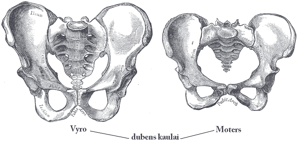 Male_vs_female_pelvis_wikimedia.png