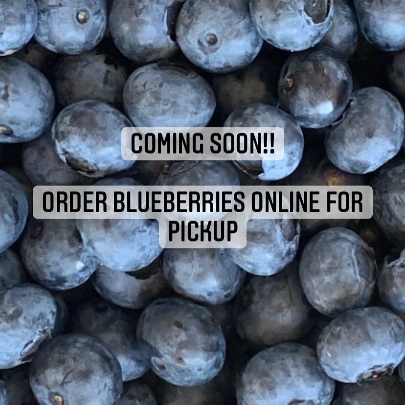 Coming Soon!
Order blueberries online for contactless pickup 🫐