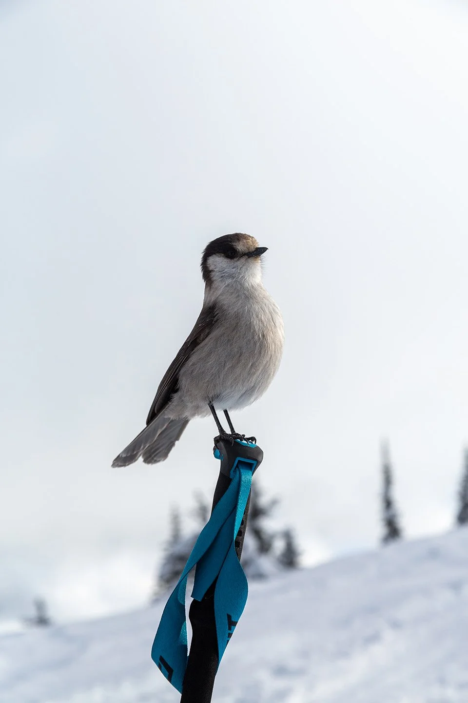 Photographer in Vancouver | Nature Photography
