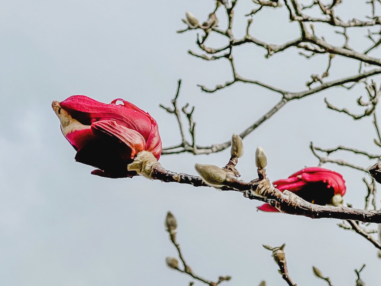 Blooming Magnolia tree, small bud