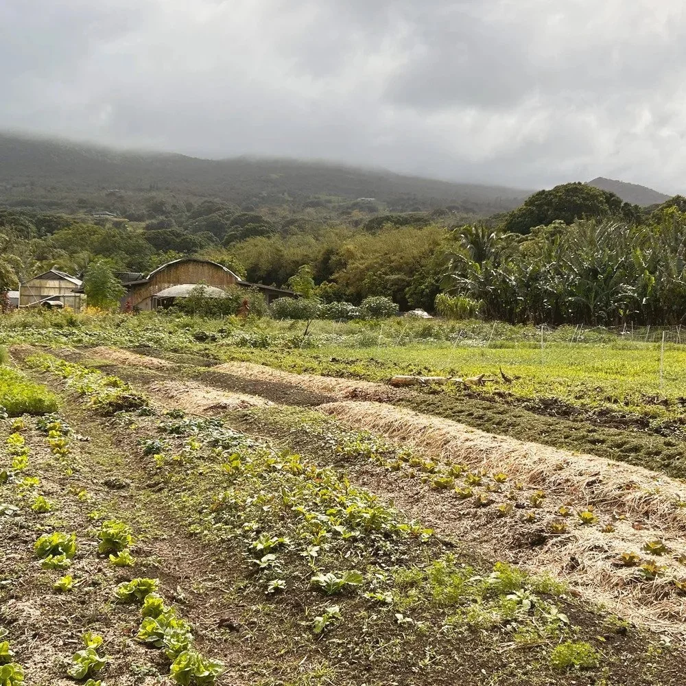 Mahele+Farms.jpg