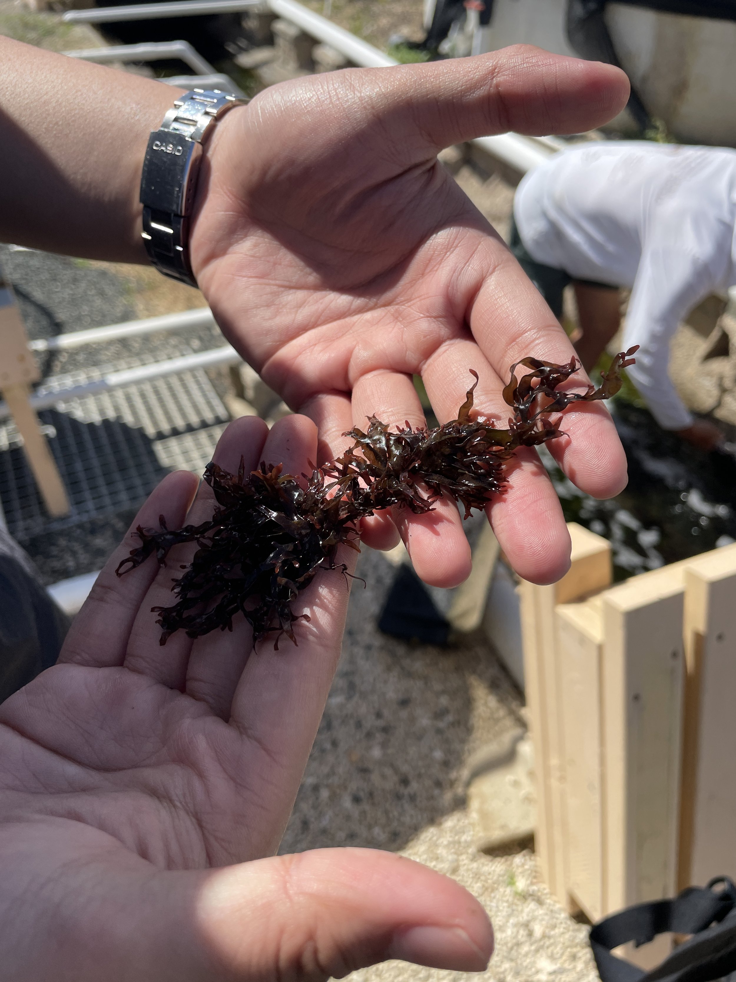 Pacific Seaweed Resilience Institute — Department of Agriculture and Biosecurity