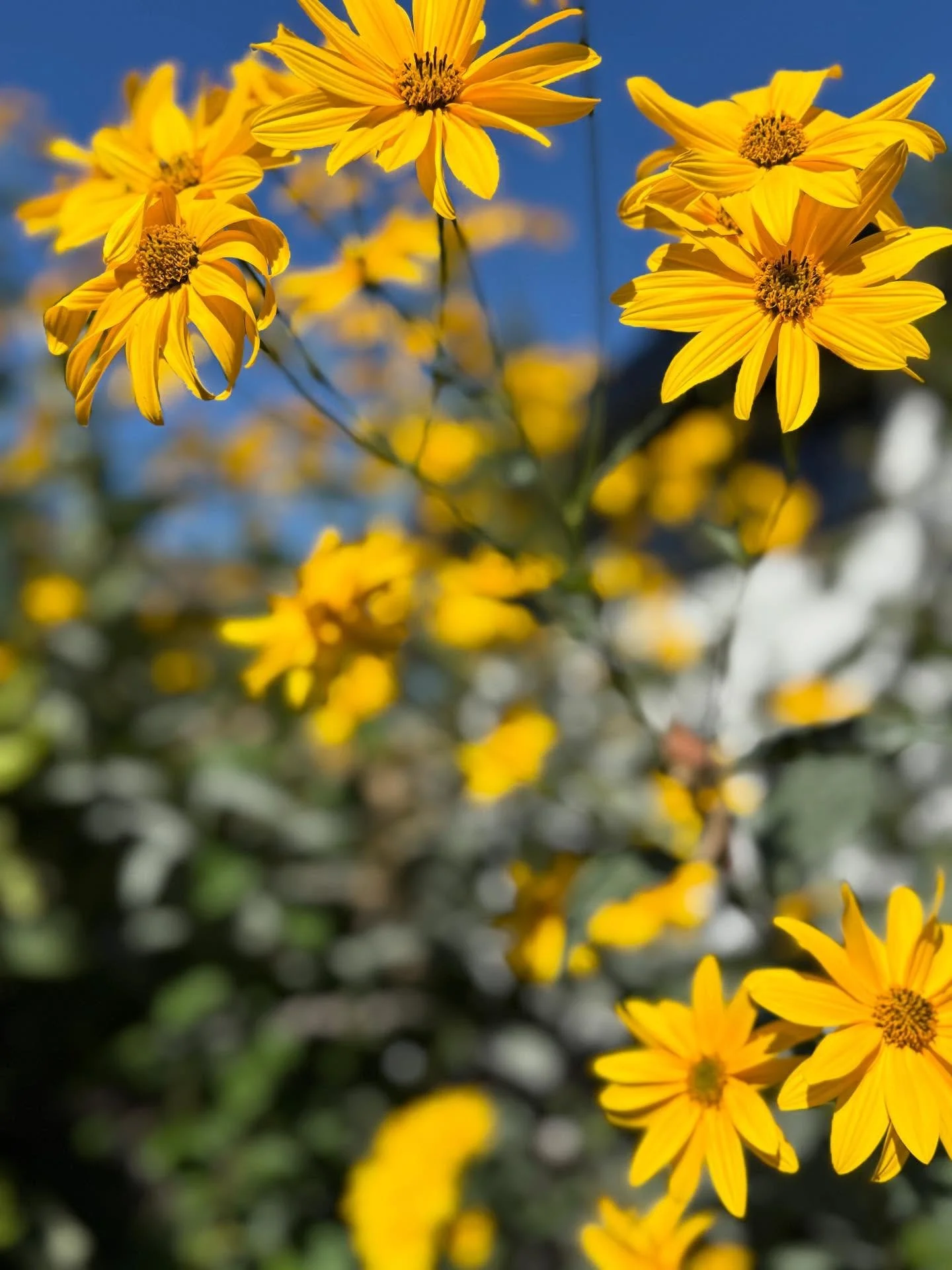 October Round-up:
- It&rsquo;s been so colourful! Between the leaves and the last of my dahlias, this is my favourite time of year 
- I&rsquo;ve been committing to pilates weekly, and the feeling of progressing has been an achievement! Plus it also h