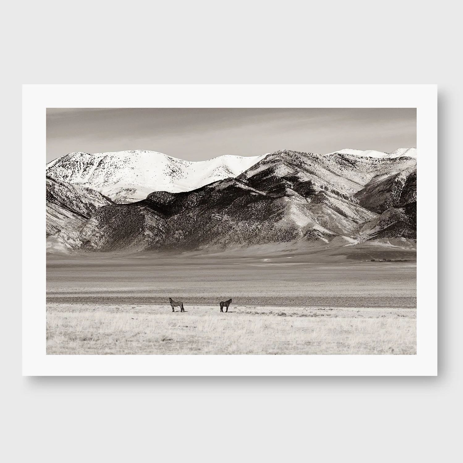 Antelope Valley Wild Stallions__Print_With_Border_HORIZONTAL_TEMPLATE.jpg