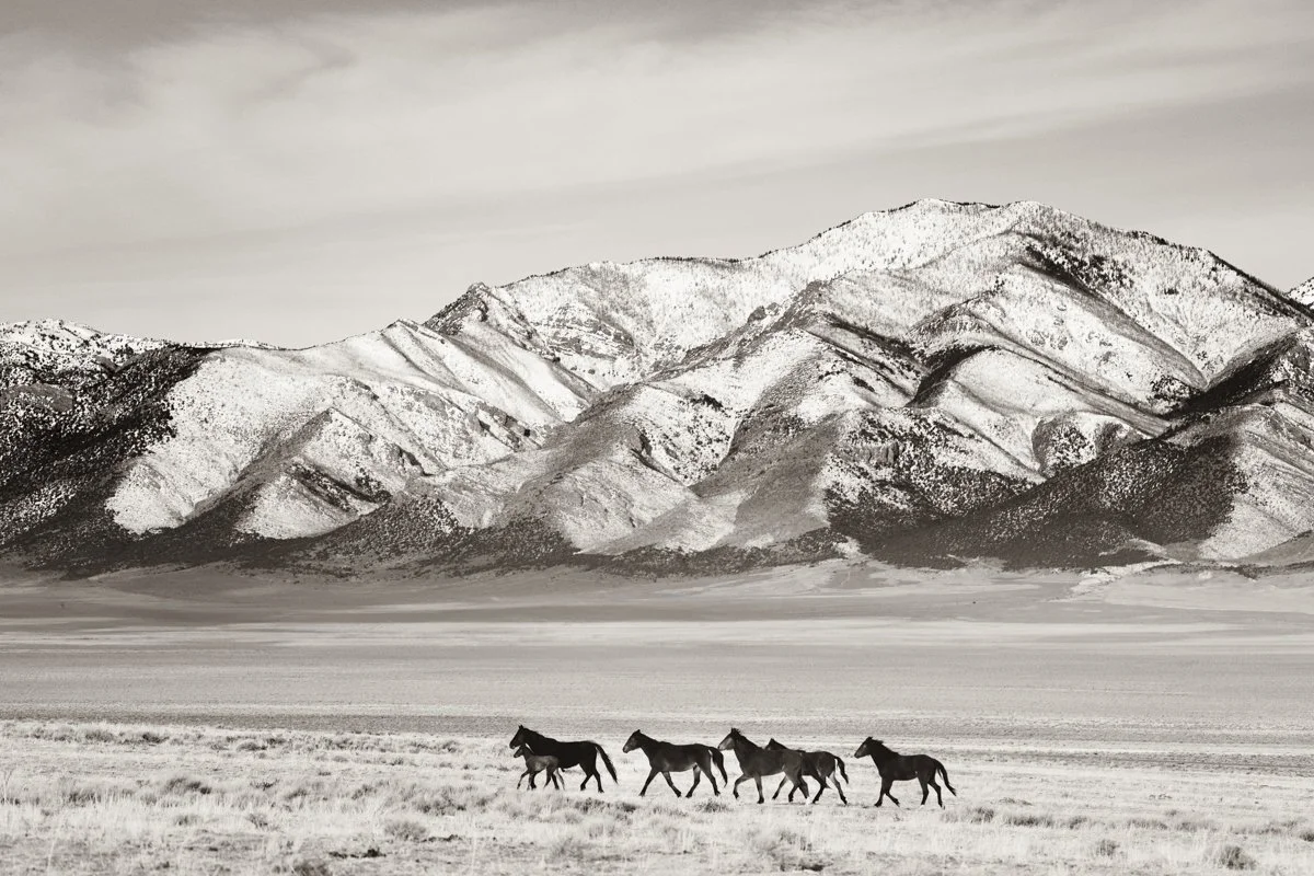 Antelope Valley Wild Stallions