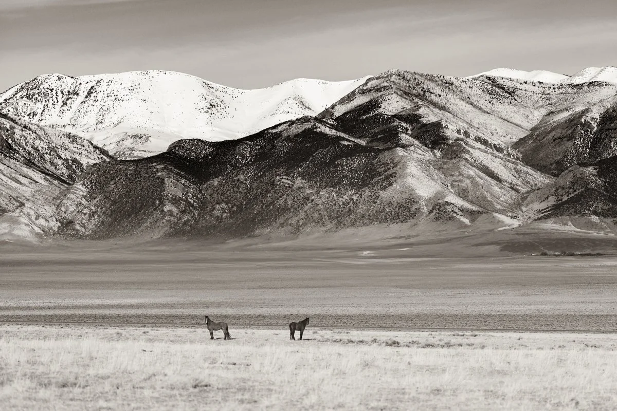 Antelope Valley Wild Stallions