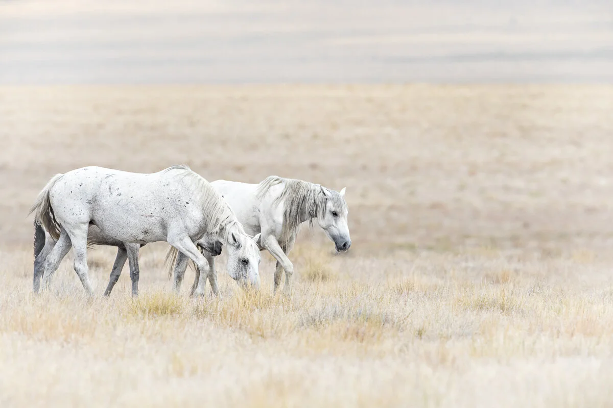 Onaqui White Beauties