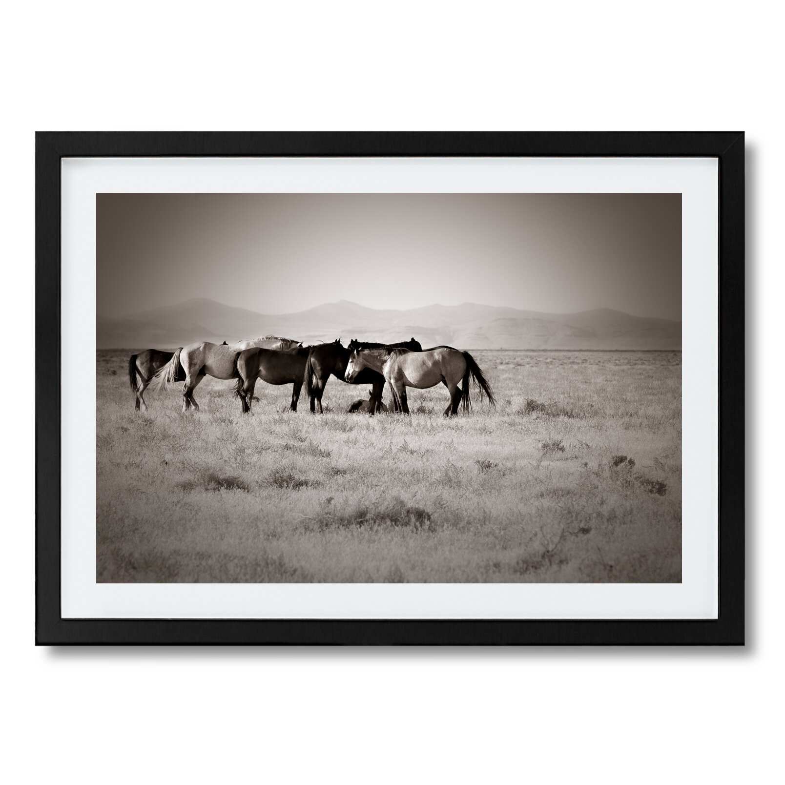 Onaqui Wild Horse Family — TORI GAGNE