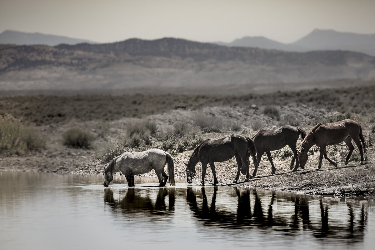 Waterhole Tranquility