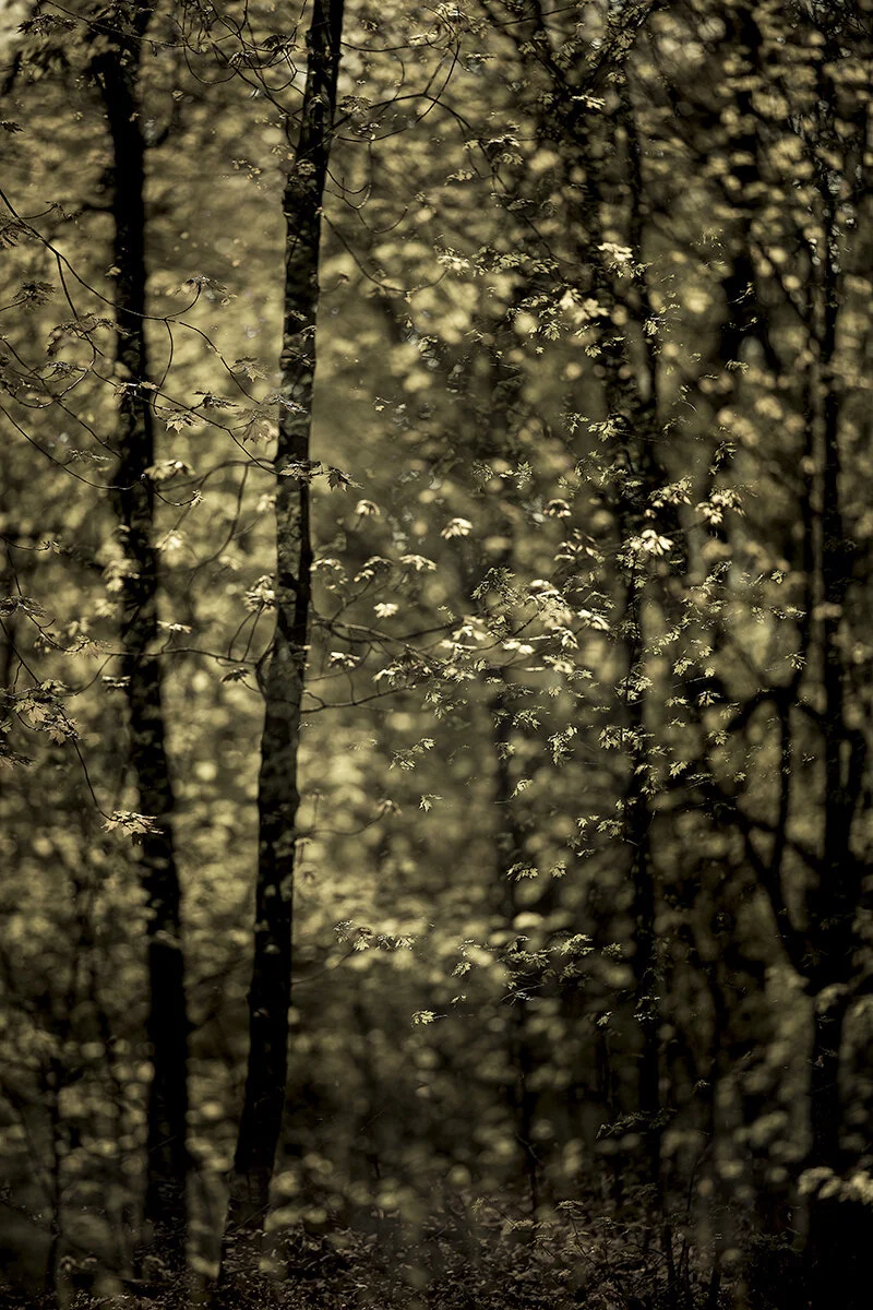 My Woods Could Tell You Stories