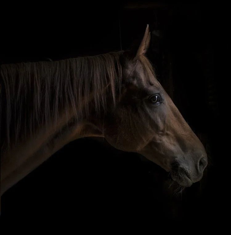 My off the track thoroughbred, Glacier Point a grandson of Secretariat who is mostly retired but where I get my 'horse fix' on a regular basis...