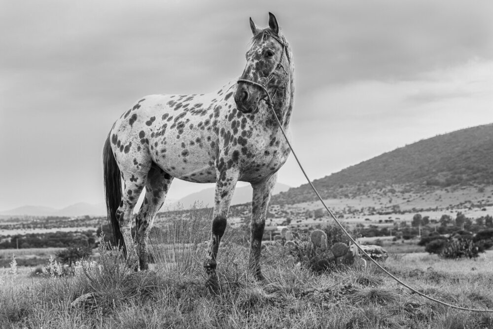 Mexican_Ranch_Horse_Caprichio_03.jpg