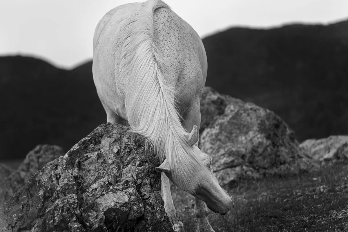  RESILIENCE SINGE IMAGE WINNER 