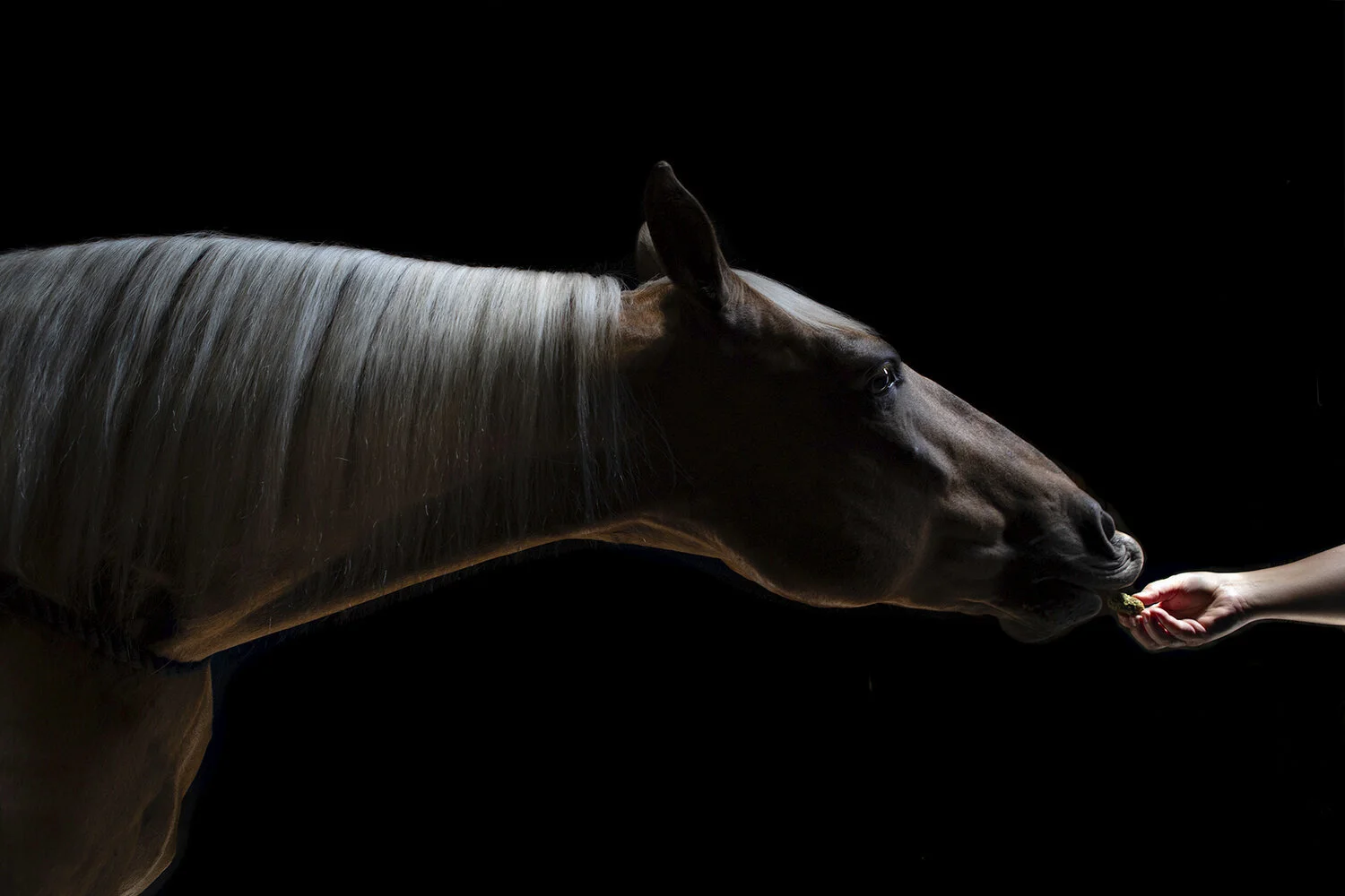 I am honored to be a series winner in the  12th Julia Margaret Cameron Award for Women Photographers   Images recently on display at Galerie Valid Foto in Barcelona