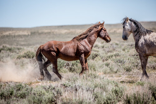 Gagne_WildHorsesofSandwashBasin_StandOff.jpg