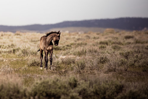 Gagne_WildHorsesofSandwashBasin_WildFoal.png