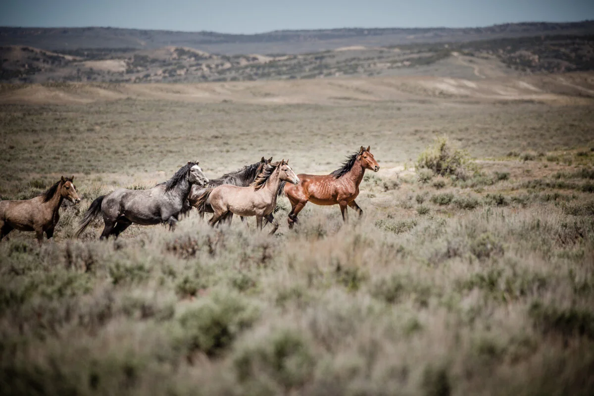 11th Annual Pollux Awards Open Theme