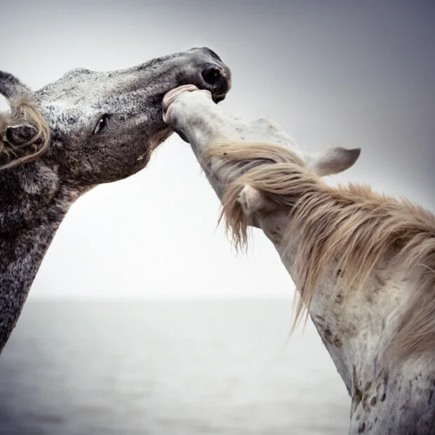 Warriors at Sea, Camargue, France