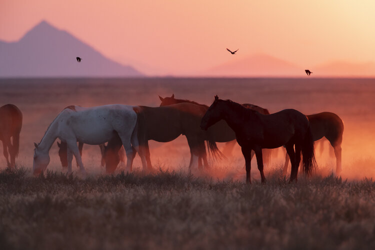 gagne-tori_Wild-Horse-Family-Onaqui-Basin.jpg