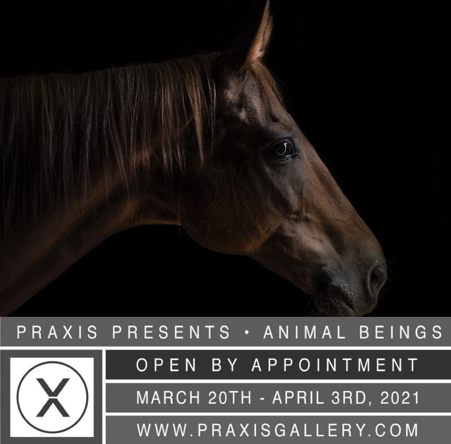 Praxis Gallery Animal Beings Group Show