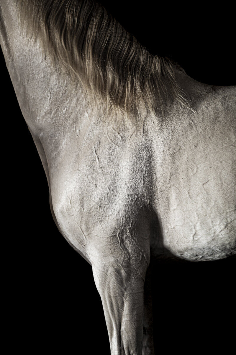 South East Center for Photography Fauna Group Show