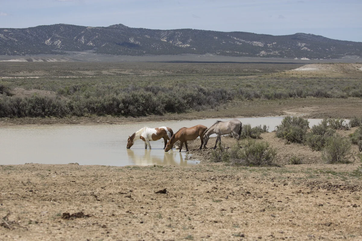 Sandwash basin-1-3.jpg