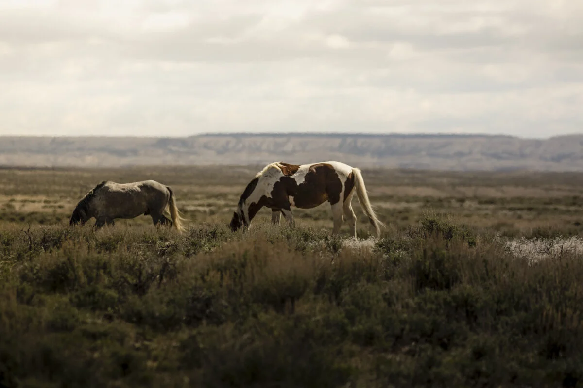 Two horses grazing on a grassy plain, with a distant horizon and overcast sky.