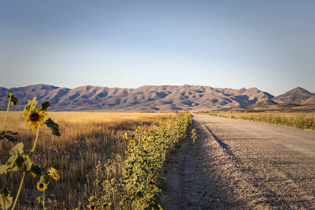 A dirt road running through a grassy field with sunflowers on the side, leading toward distant mountains under a clear blue sky.