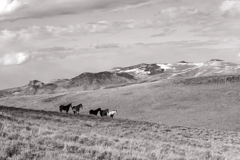 Late this winter I photographed a small herd in the Challis HMA (herd management area) in Idaho that I frequent when visiting family there. It is a stunning vast landscape covered in intoxicating sagebrush with the Lost River Mountain Range in the b…