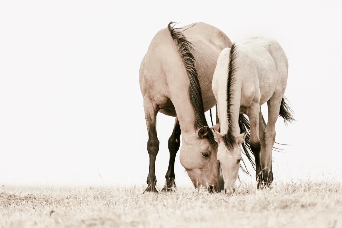 Two horses grazing in a field, one with a darker mane and tail, and the other with a lighter mane and tail, against a white background.