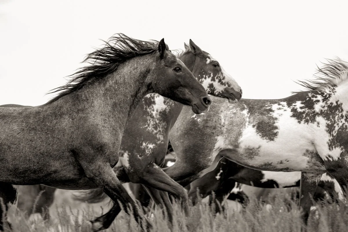 MSP Airport Exhibit Information