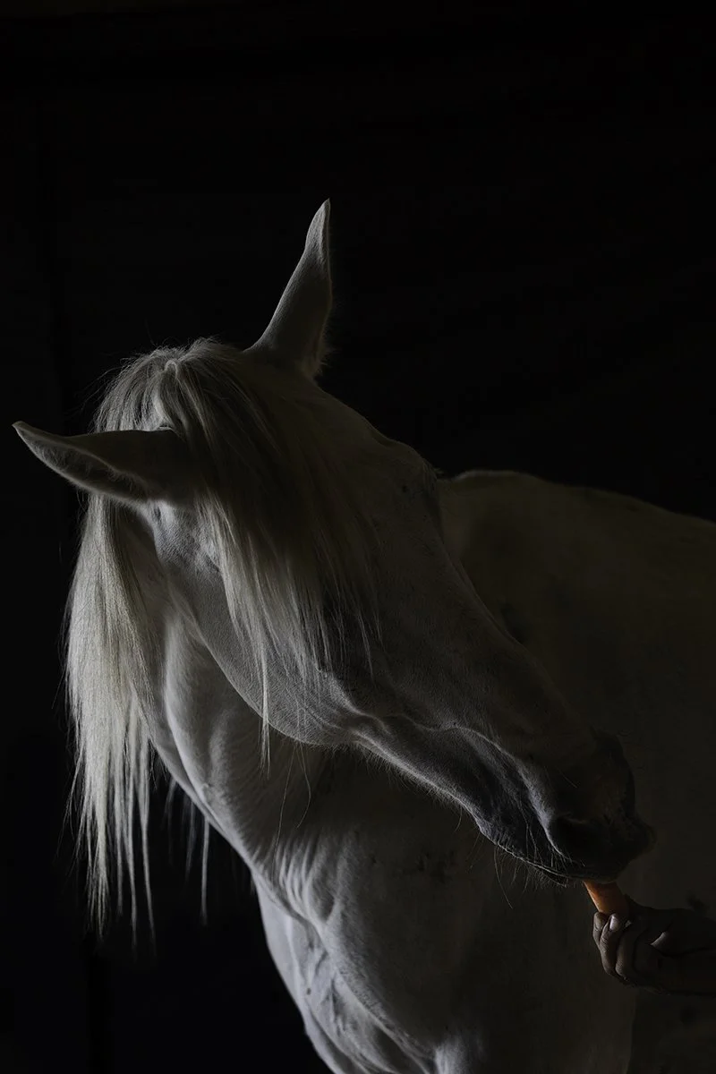 Picasso Gets a Carrot