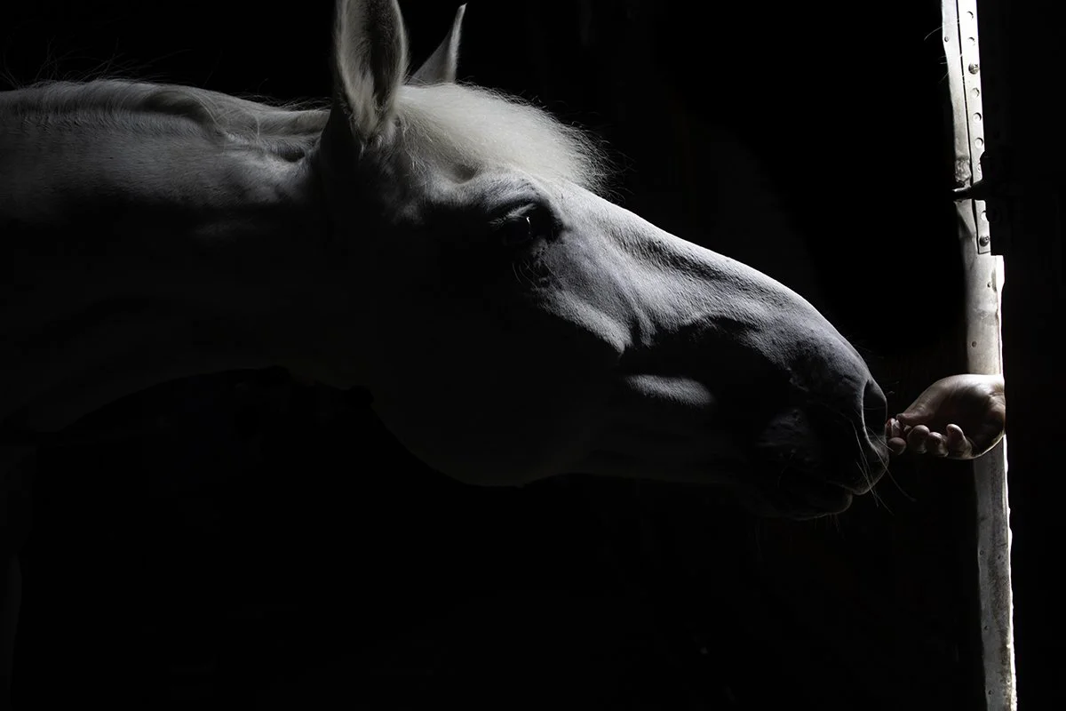 Shade Gets a Peppermint