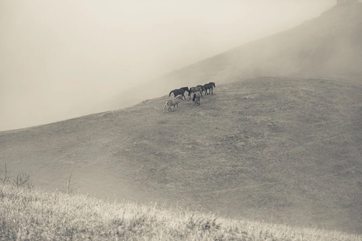 Horses grazing on a hillside in a misty, foggy landscape.