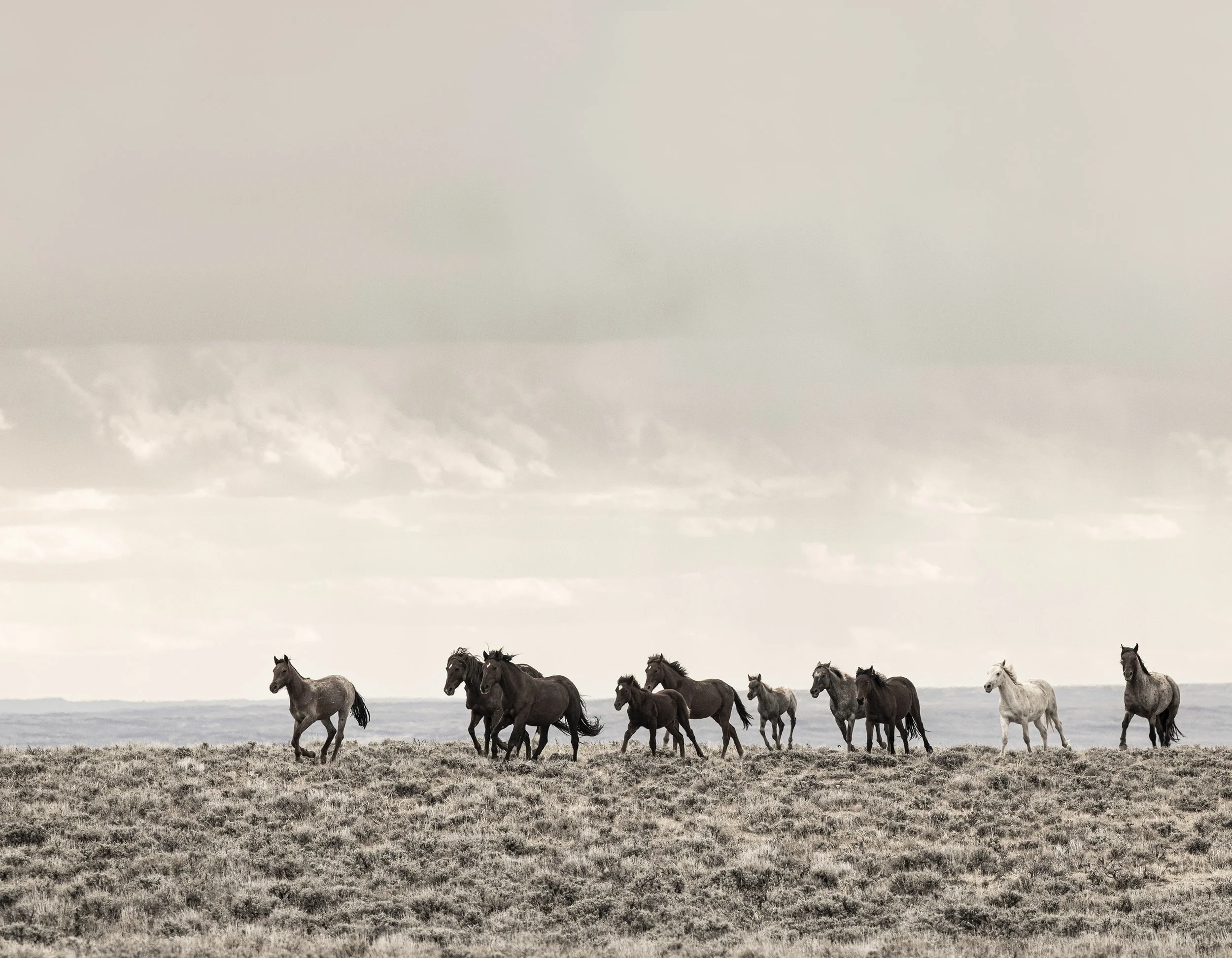 A herd of wild horses running across a grassy plain under a cloudy sky.
