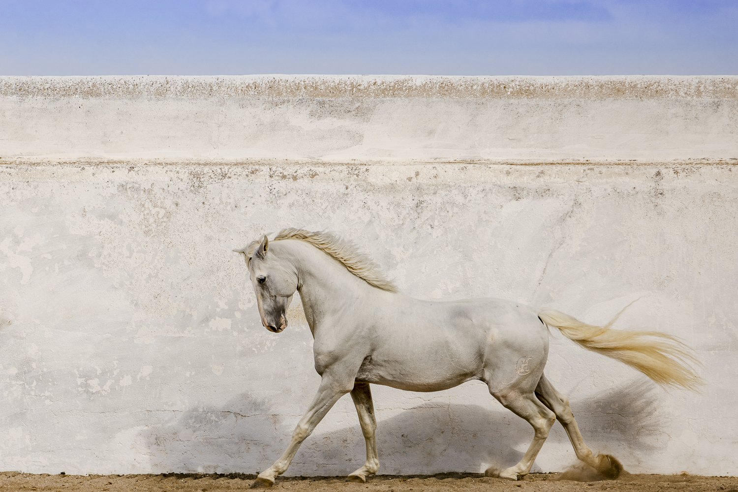A white horse running in front of a white textured wall with a blue sky above.
