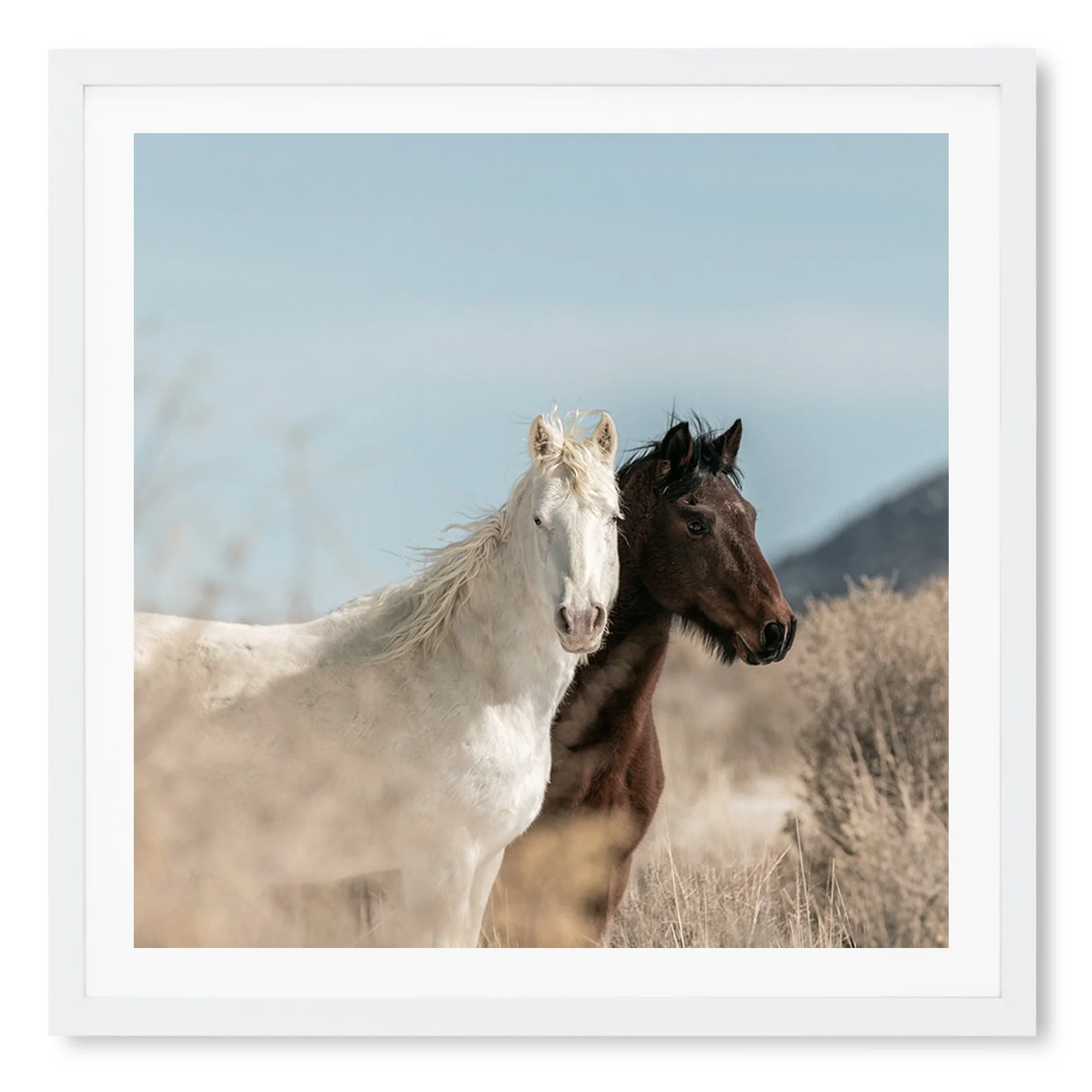 Antelope Valley Wild Horses_Framed_Print_SQUARE_WHITE.jpg