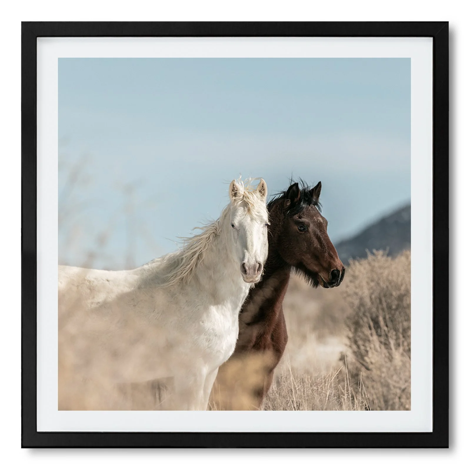 Antelope Valley Wild Horses_Framed_Print_SQUARE_BLACK.jpg