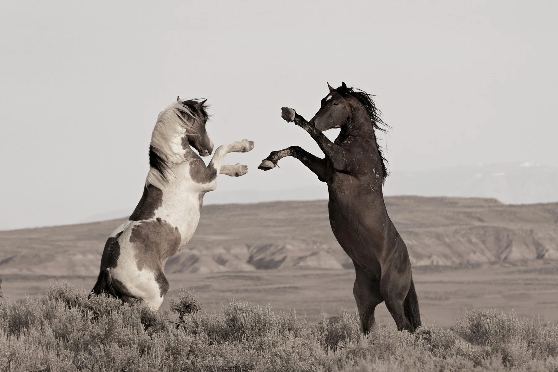 Two horses, one gray with dark spots and one solid dark brown, are rearing up and facing each other in an open landscape with sparse vegetation and distant hills.