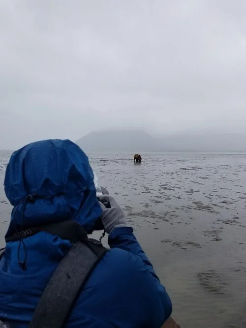 Person in blue raincoat photographing a bear on a muddy beach with misty mountains in the background.