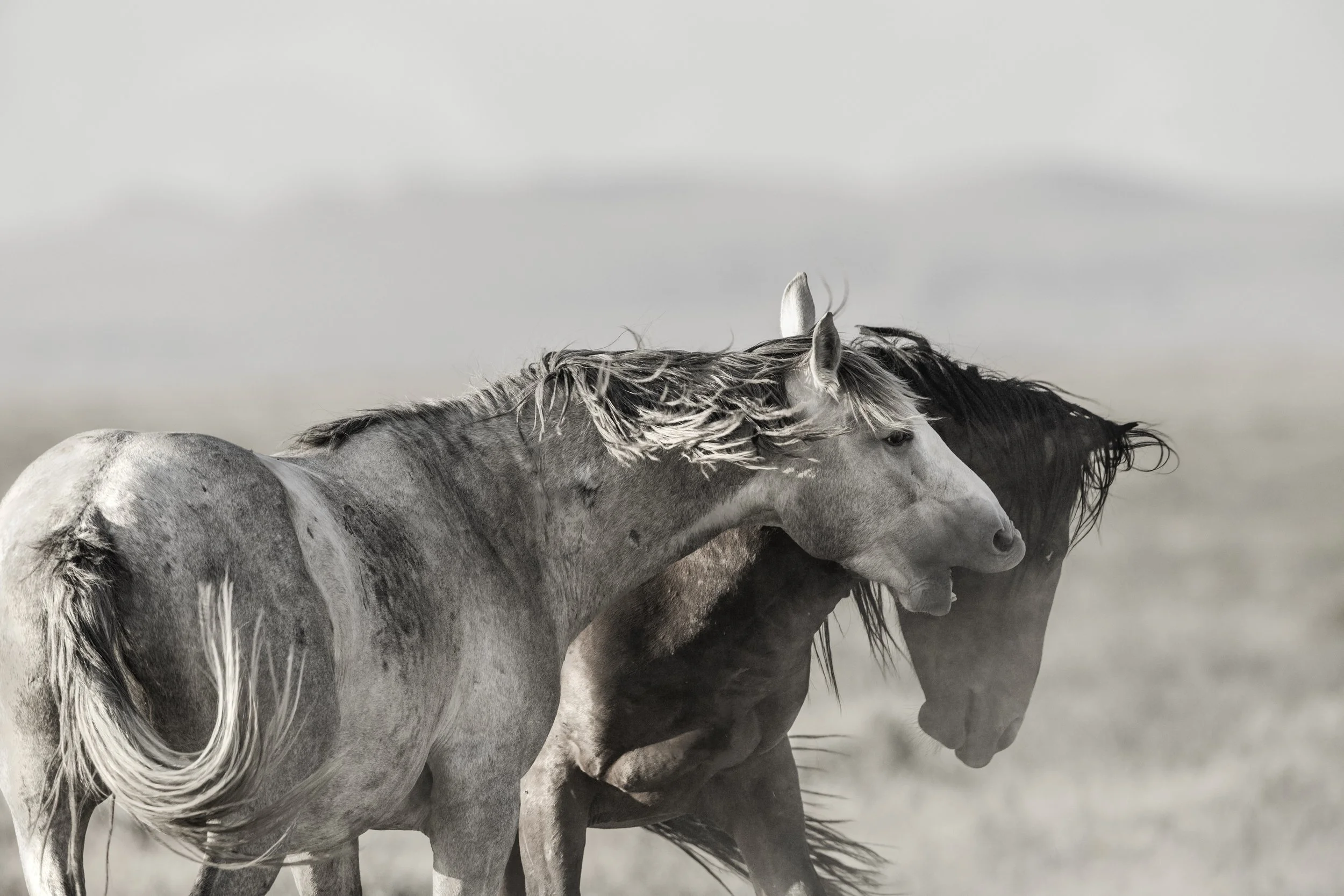 Two wild horses, one gray and one dark, interacting in a dusty landscape.