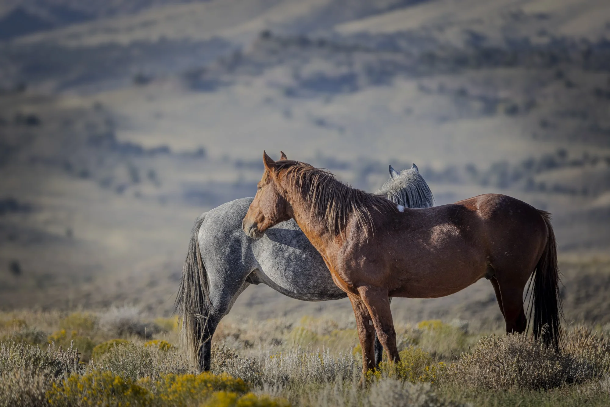 Two horses, one brown and one gray, standing together in a grassy field with rolling hills in the background.