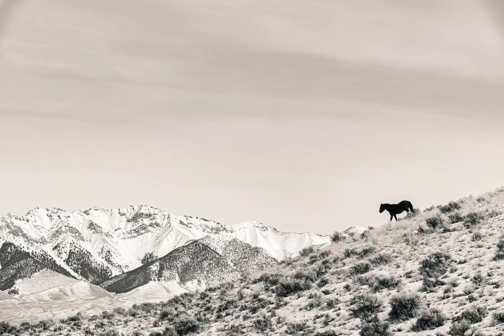 A lone horse standing on a snowy hillside with mountains in the background