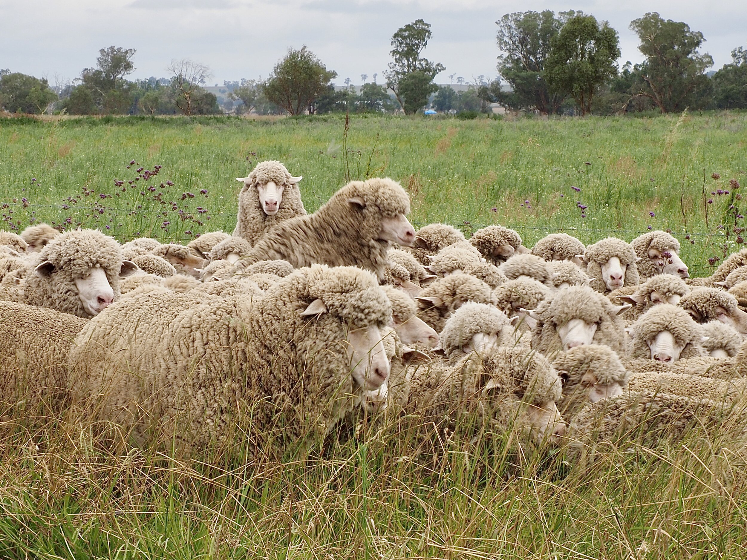 Friday, in the mosh pit. Dunedoo, NSW