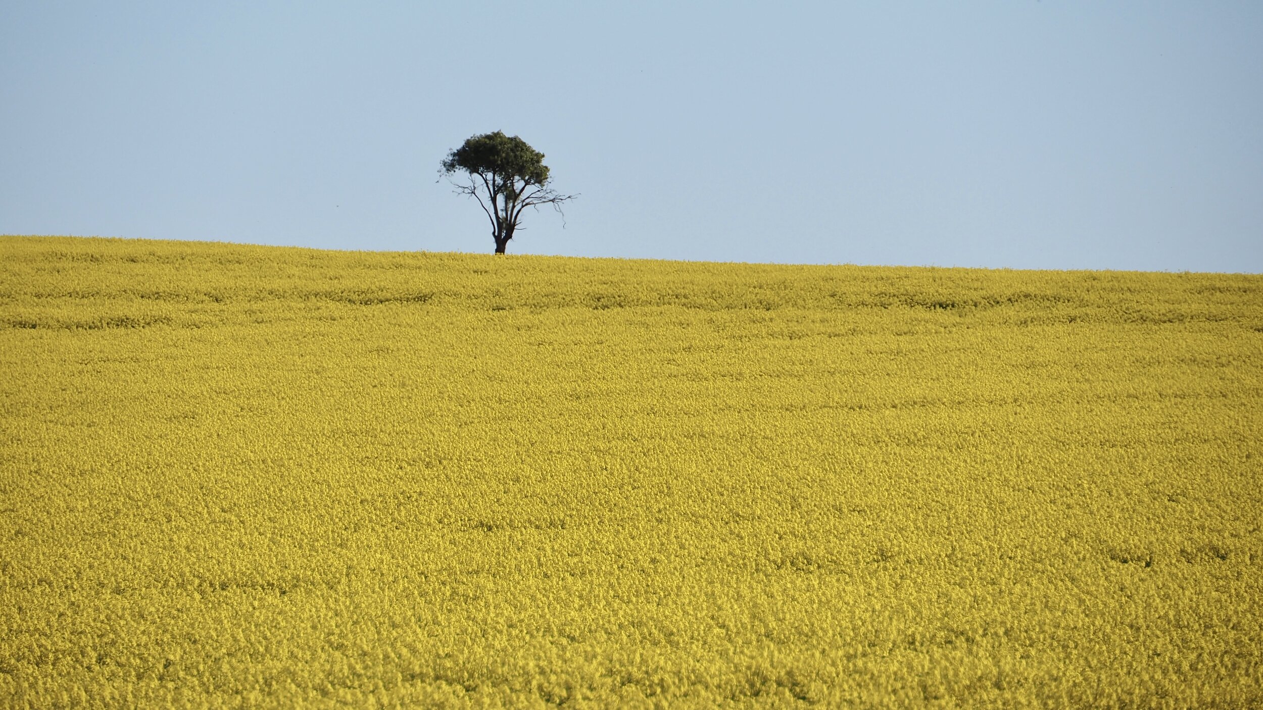 Lonely tree and canola, Merriwa, NSW