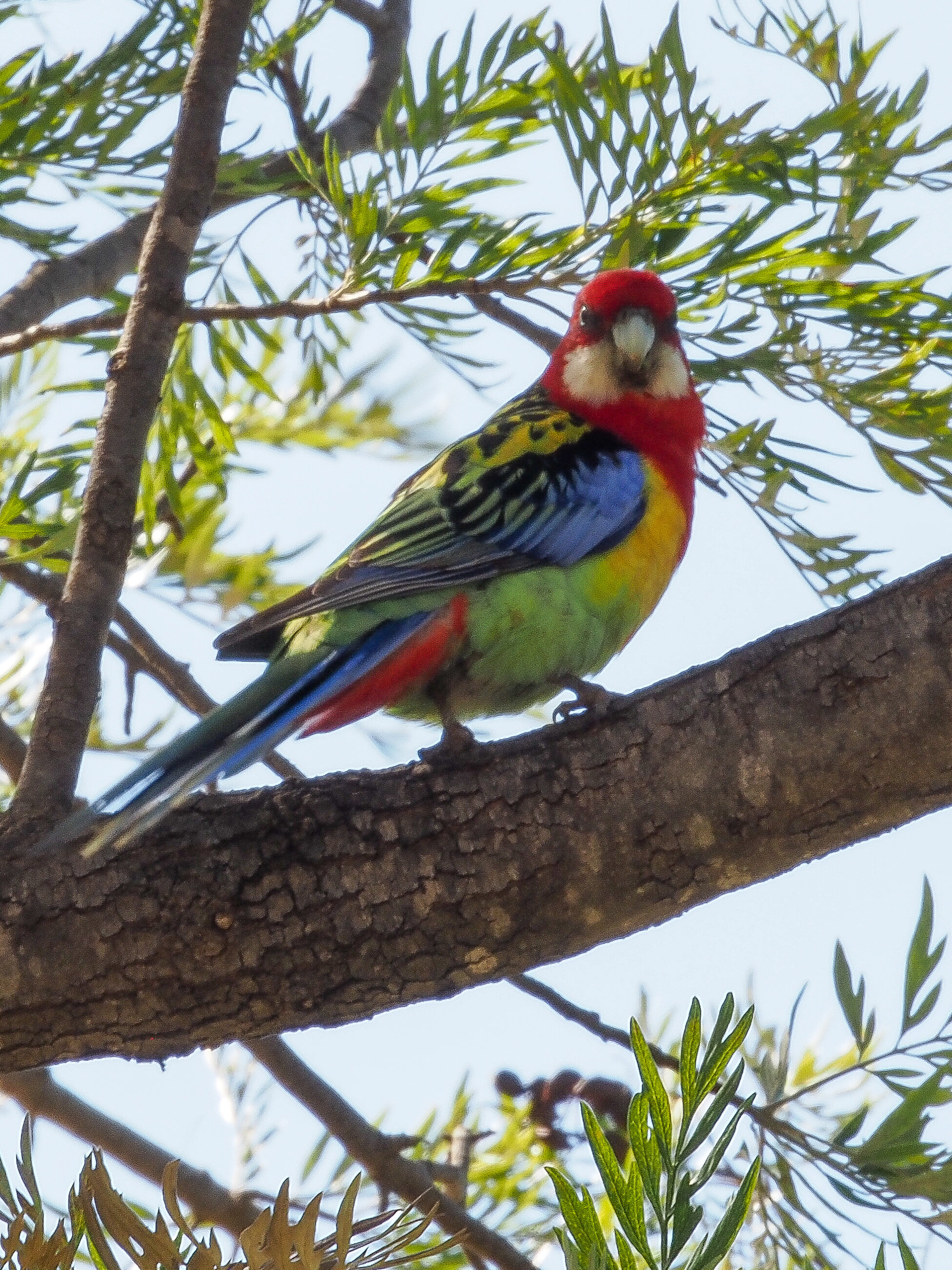 Eastern Rosella. Dunedoo NSW